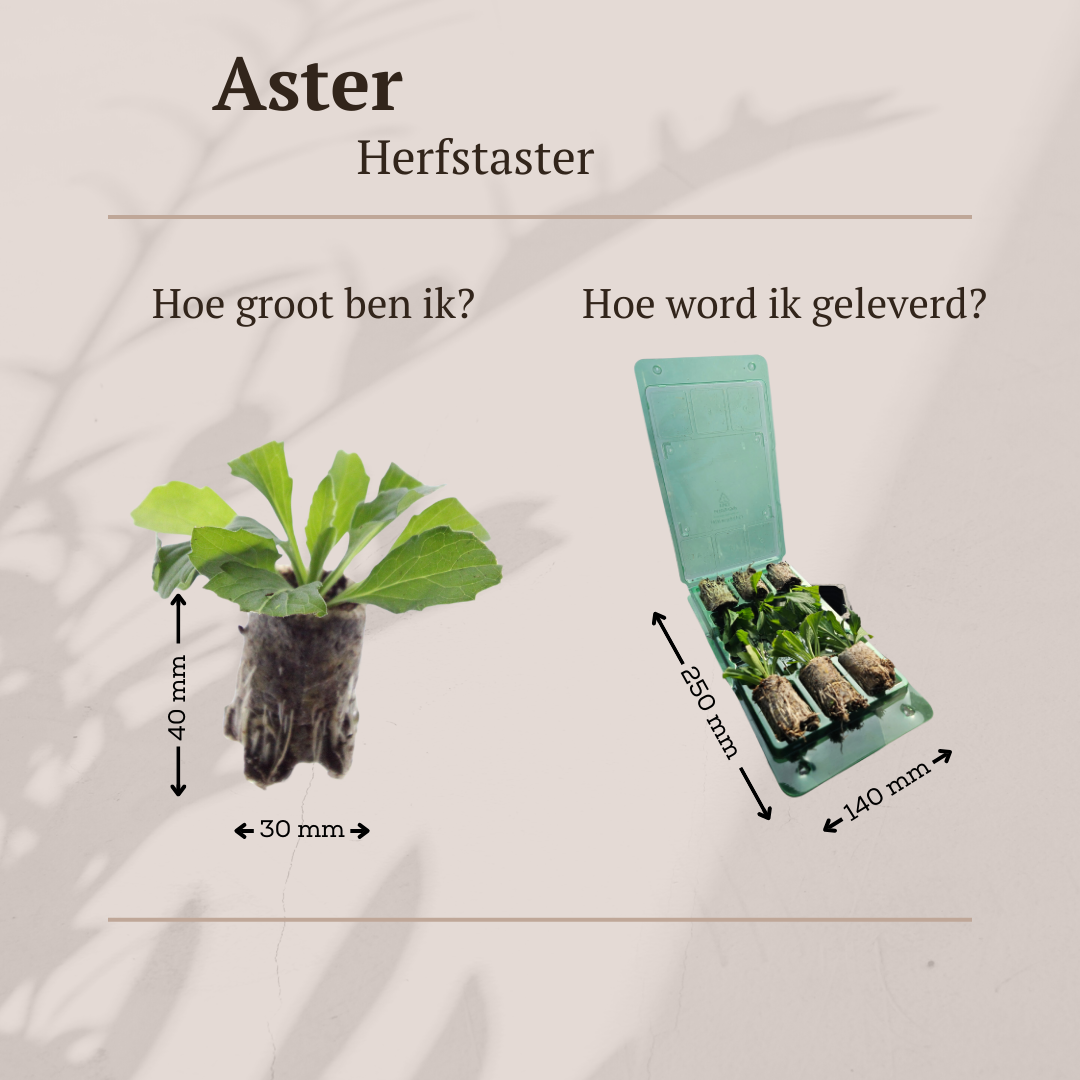 Aster
