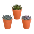 Echeveria-Mix im Terrakottatopf – Ø 9 cm, 15 cm hoch