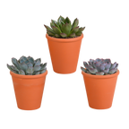 Echeveria-Mix im Terrakottatopf – Ø 9 cm, 15 cm hoch