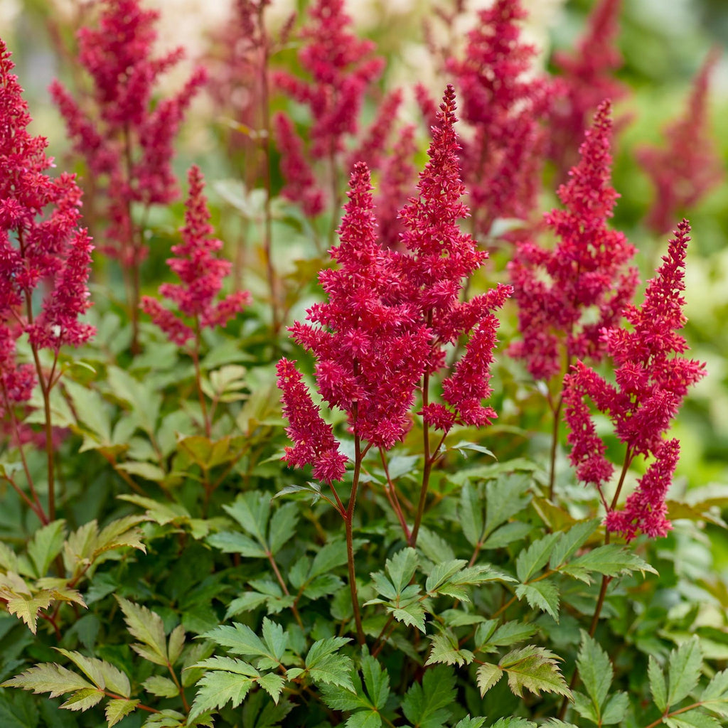 Astilbe 'Fanal' (fjerbuk) – rød – 24 planter, Ø11 cm, 15–25 cm høj – billede 5