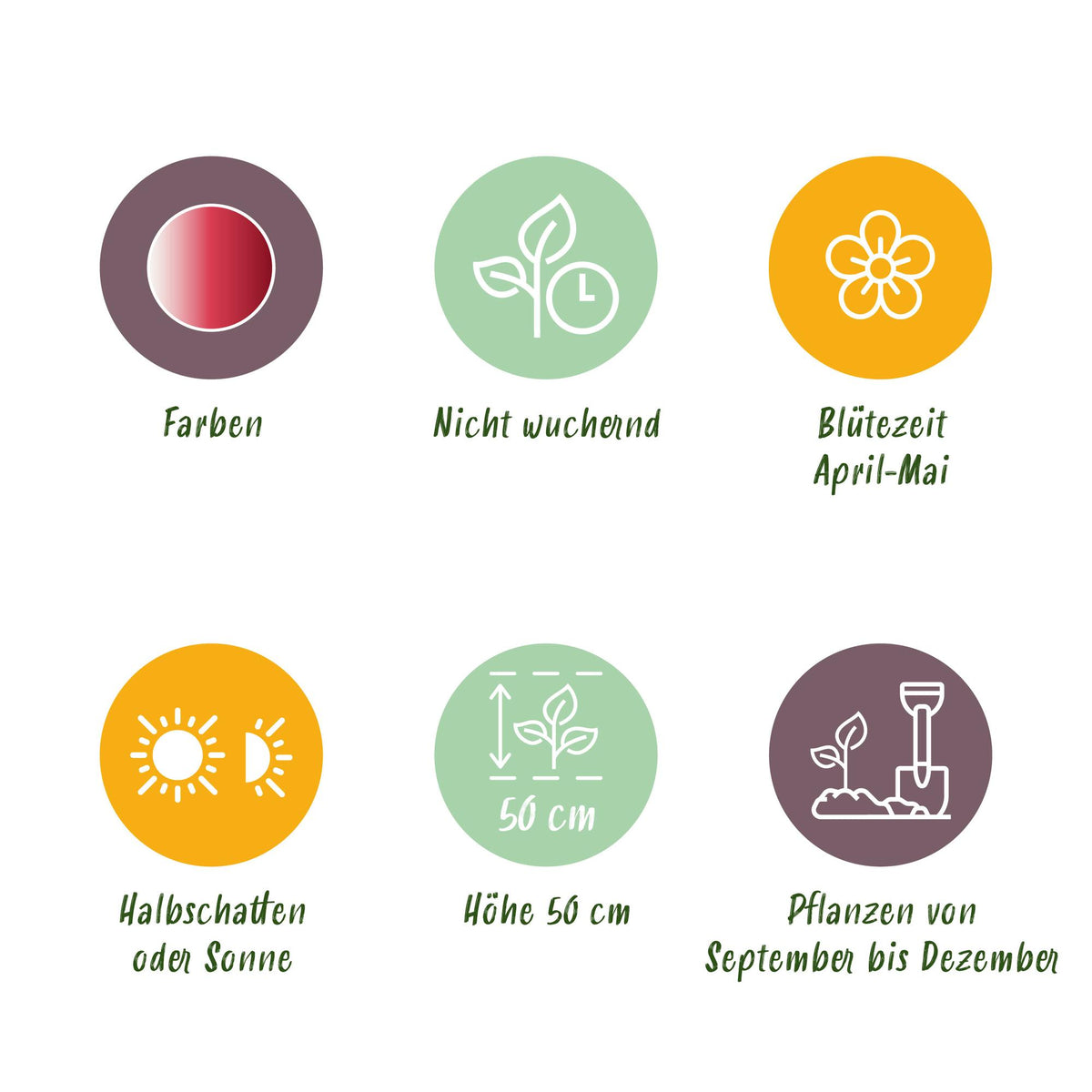 Tulpe 'Hemisphere' – 12 Blumenzwiebeln (Zwiebelgröße 11/12)