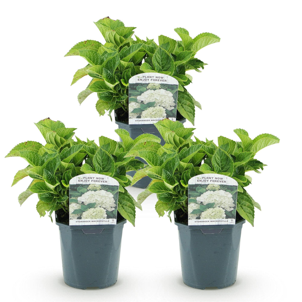 Hydrangea macrophylla (hortensia) – wit – 3 planten, Ø17 cm, 30 cm hoog