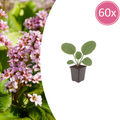 Bergenia cordifolia (elephant's ear) – 60 plants, Ø9 cm, 10–25 cm high