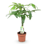 Pachira aquatica med flettet stamme (pengeplante) – Ø 17 cm, 60–70 cm høj