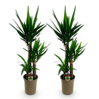 Yucca elephantipes – Ø21 cm, 100 cm hoog