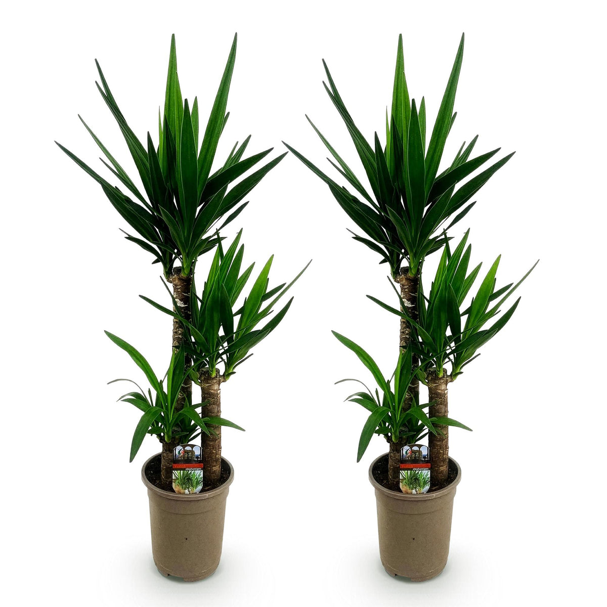 Yucca elephantipes – Ø21 cm, 100 cm hoog