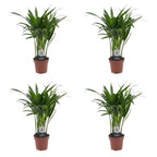 4× Areca lutescens (Dypsis) – Ø12 cm, 45 cm høj