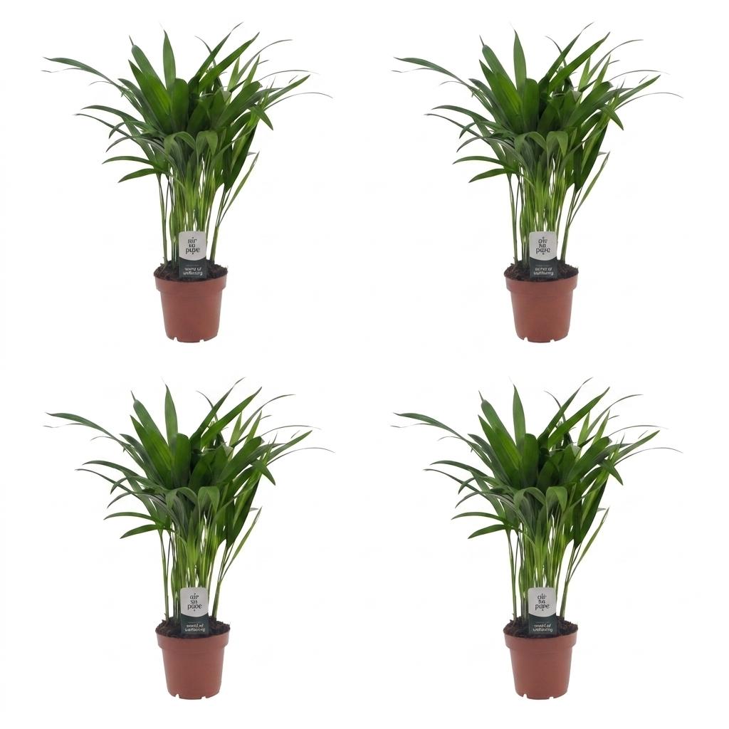 4× Areca lutescens (Dypsis) – Ø12 cm, 45 cm høj