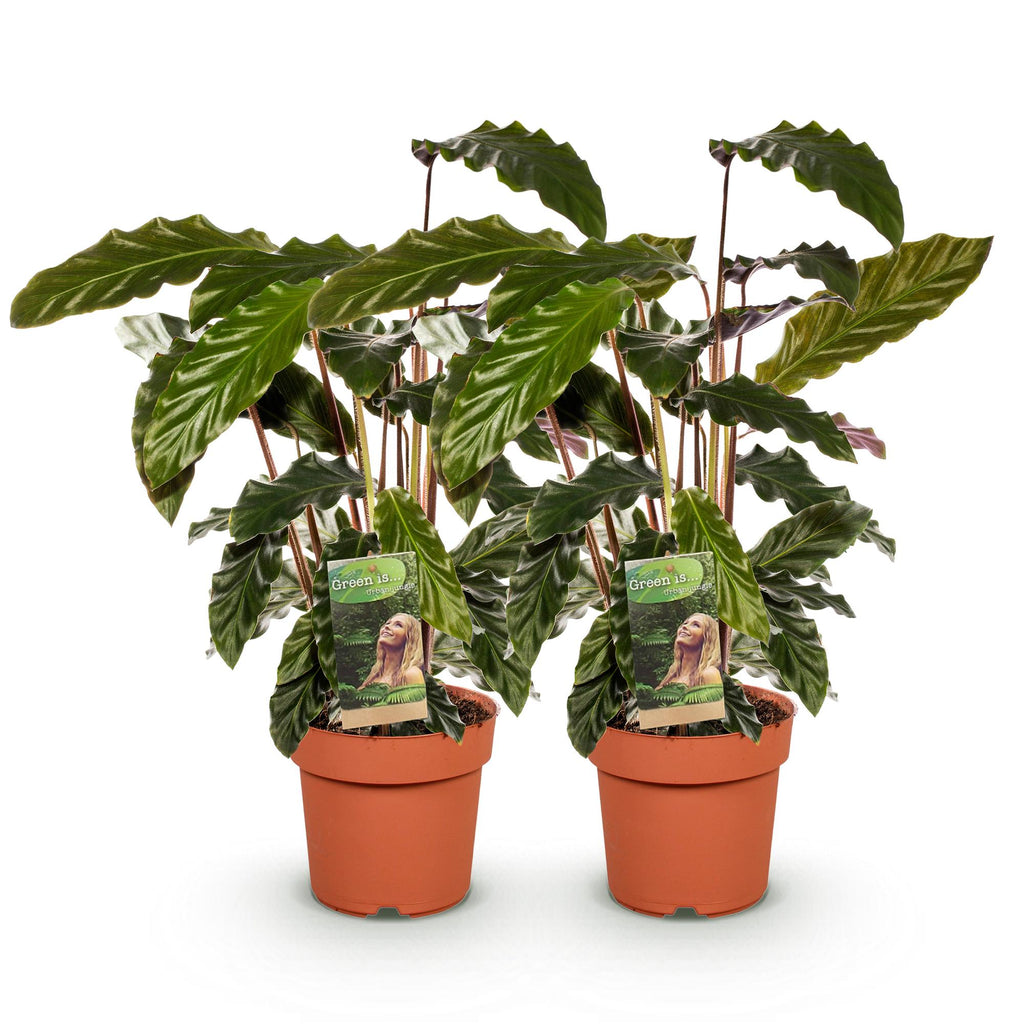2× Calathea Rufibarba – Ø17 cm, 55–60 cm hoch