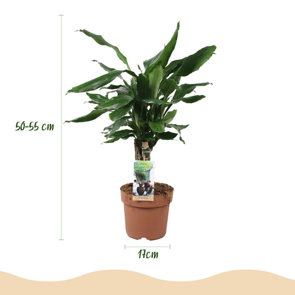 Dracaena fragrans Steudneri (drakträd) – Ø17 cm, 50–55 cm hög