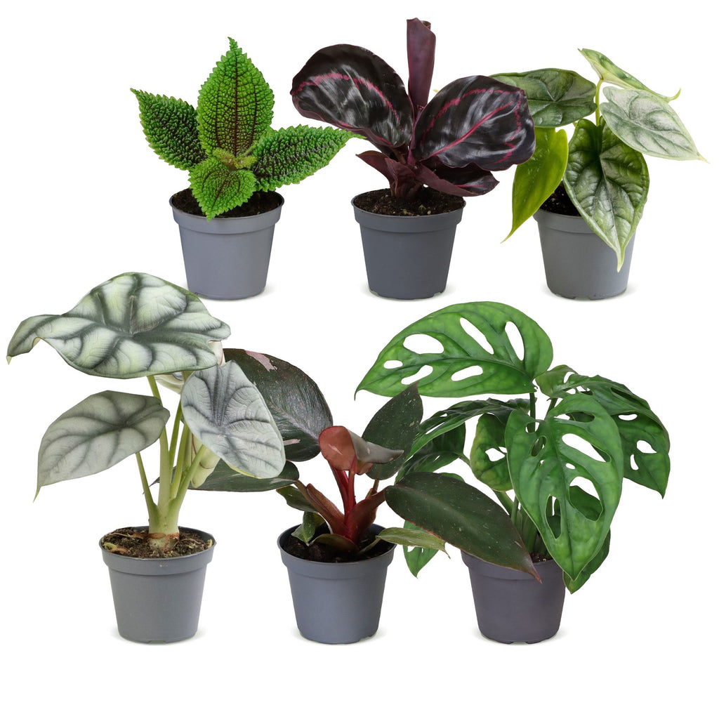 6× jeunes plantes Jungle Mix – Ø6 cm, 10–15 cm de haut