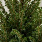 2× Picea glauca Conica (julegran) i jute sæk – Ø17 cm, 65 cm høj