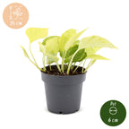 Epipremnum Champs Élysées (scindapsus) – Ø12 cm, 25 cm de haut
