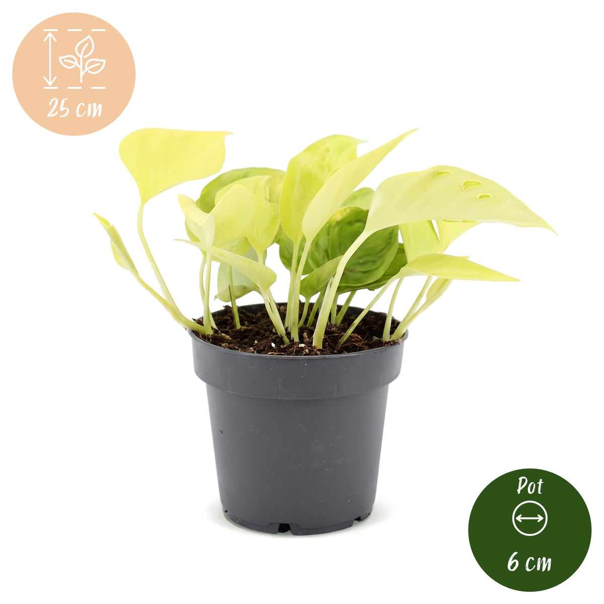Epipremnum Champs Élysées (scindapsus) – Ø12 cm, 25 cm høj