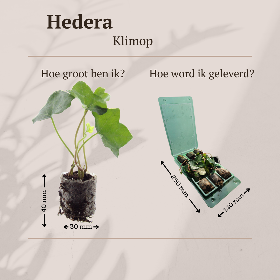 Hedera (klimop) – foto 5
