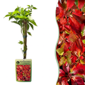 Parthenocissus quinquefolia 'Engelmannii' (Gewöhnlicher Wein) – gelb – 6 Pflanzen, Ø9 cm, 35 cm hoch