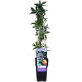 Passiflora 'Caerulea' (passion flower) – Ø15 cm, 65 cm high