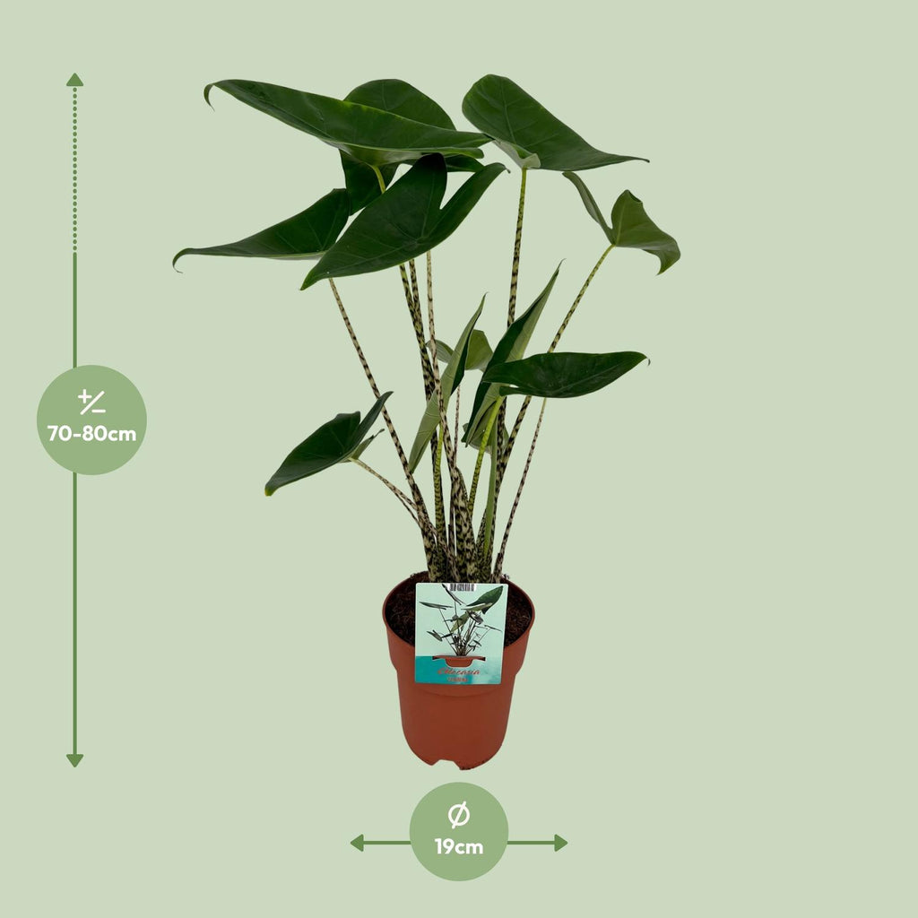Alocasia zebrina (oreille d'éléphant) – Ø19 cm, 75 cm de haut
