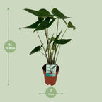 Alocasia zebrina (oreille d'éléphant) – Ø19 cm, 75 cm de haut