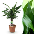Dracaena fragrans Steudneri (drakträd) – Ø17 cm, 50–55 cm hög