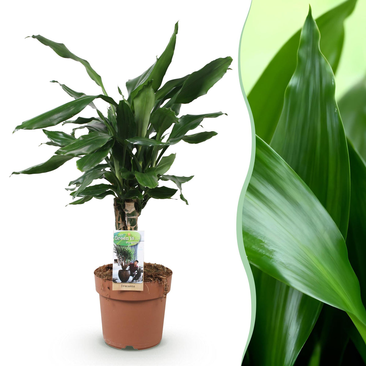 Dracaena fragrans Steudneri (Drachenbaum) – Ø 17 cm, 50–55 cm hoch
