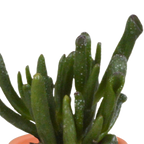 15× Cactus and succulent mix (Cactaceae) in terracotta pot – Ø6 cm, 13 cm high