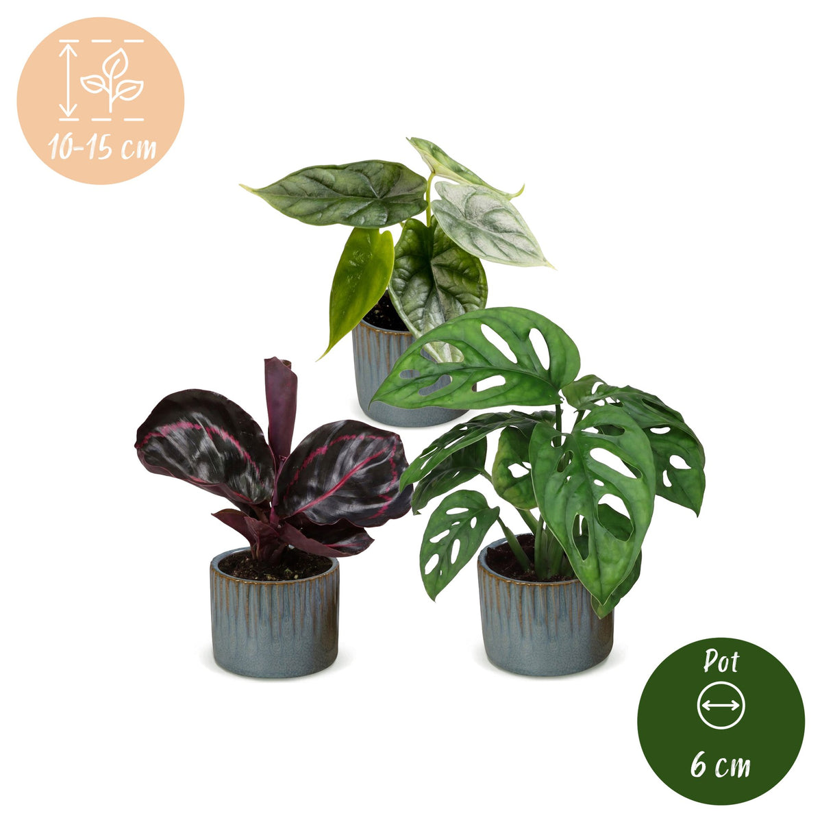 3× Babyplanter Jungle Mix incl. Linnea Misty Blue – Ø6 cm, 10–15 cm høj