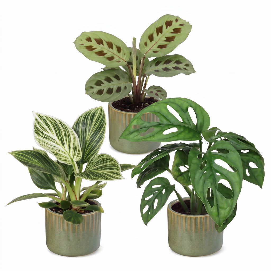 3× overraskelsesæske med stueplanter inkl. Linnea Olive – Ø6 cm, 5–15 cm høj