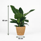 Philodendron Imperial Green met mand – Ø19 cm, 65 cm hoog