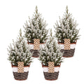 4× Picea glauca Conica (sapin de Noël) avec panier – Ø17 cm, 65 cm de haut – blanc
