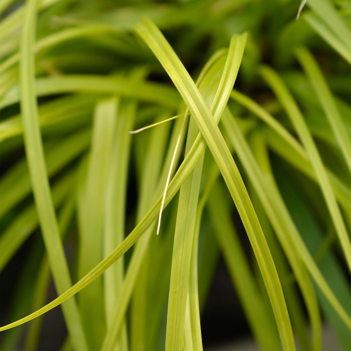 Carex oshimensis 'Everillo' (zegge) – geel – 2 planten, Ø17 cm, 50 cm hoog