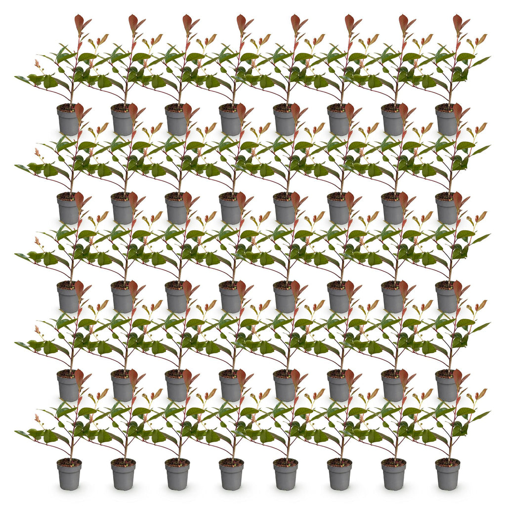Photinia fraseri 'Red Robin' (photinia) – rouge – 40 plants, Ø9 cm, 25–35 cm de haut – photo 2