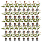 Photinia fraseri 'Red Robin' (photinia) – rouge – 40 plants, Ø9 cm, 25–35 cm de haut