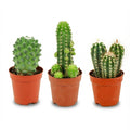 3× Mini-Kaktus-Set (Cactaceae) – Ø 6 cm, 5–10 cm hoch