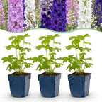 Delphinium 'Tricolour' (Sch intentionssporn) – violett-rosa-weiß – 24 Pflanzen, Ø11 cm, 15–25 cm hoch