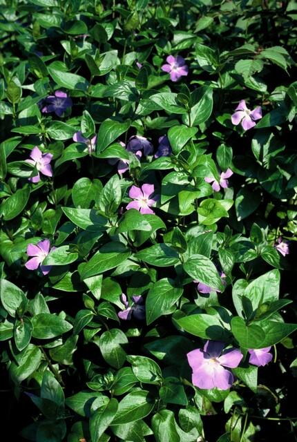 Vinca major (Gewöhnlicher Efeutute) – 48 Pflanzen, Ø9 cm, 10–25 cm hoch – Bild 7