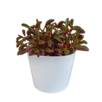 Peperomia graveolens dans un pot blanc – Ø11 cm, 20 cm de haut