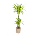 Dracaena Deremensis Lemon Lime (drakenboom) – Ø21 cm, 90–110 cm hoog
