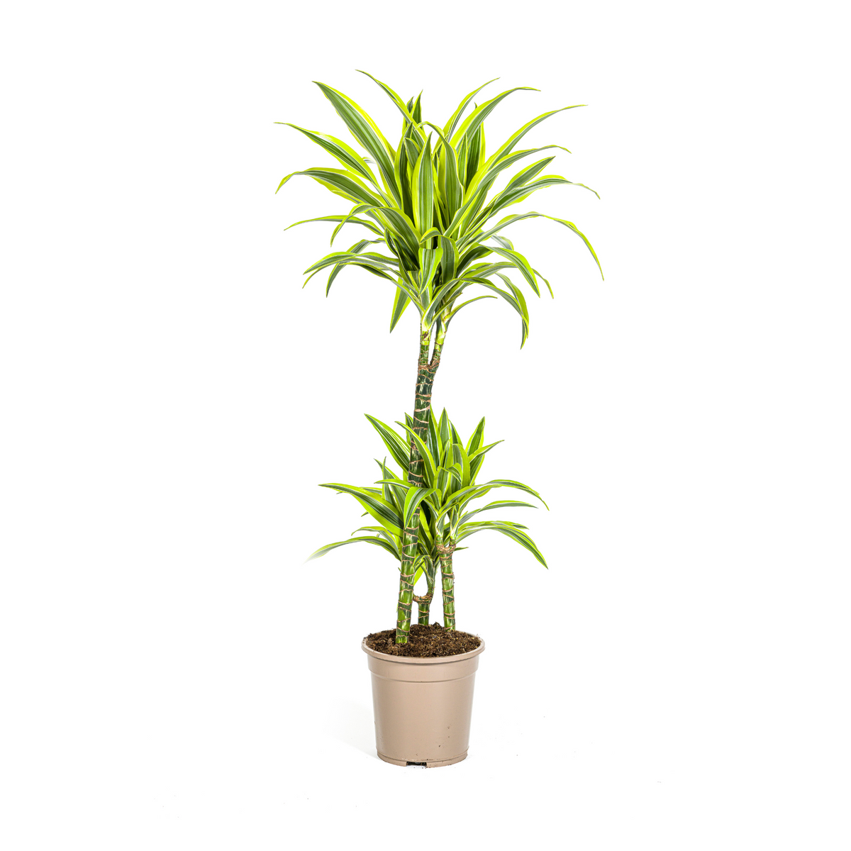Dracaena Deremensis Lemon Lime (drakenboom) – Ø21 cm, 90–110 cm hoog