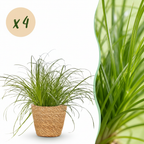4× Cyperus alternifolius Zumula (jonc cyperus) avec panier – Ø12 cm, 20 cm de haut
