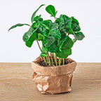 Coffea arabica (kaffeplante) – Ø6 cm