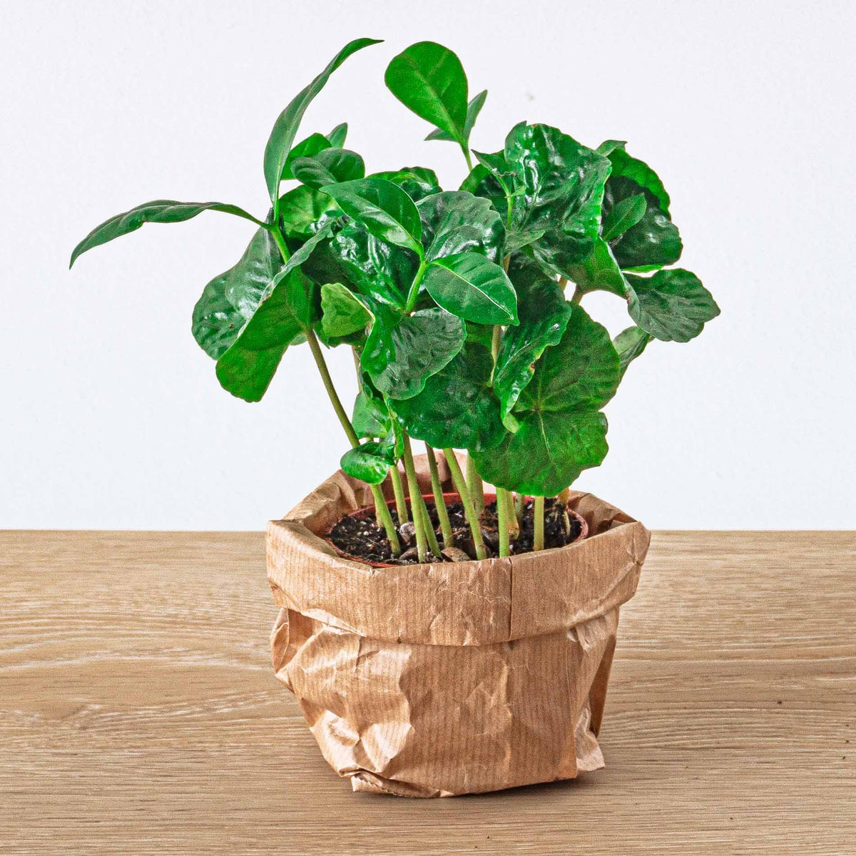 Coffea arabica (kaffeplante) – Ø6 cm