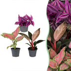 3× Baby Plants Paradise Mix – Ø6 cm, 10–15 cm tall