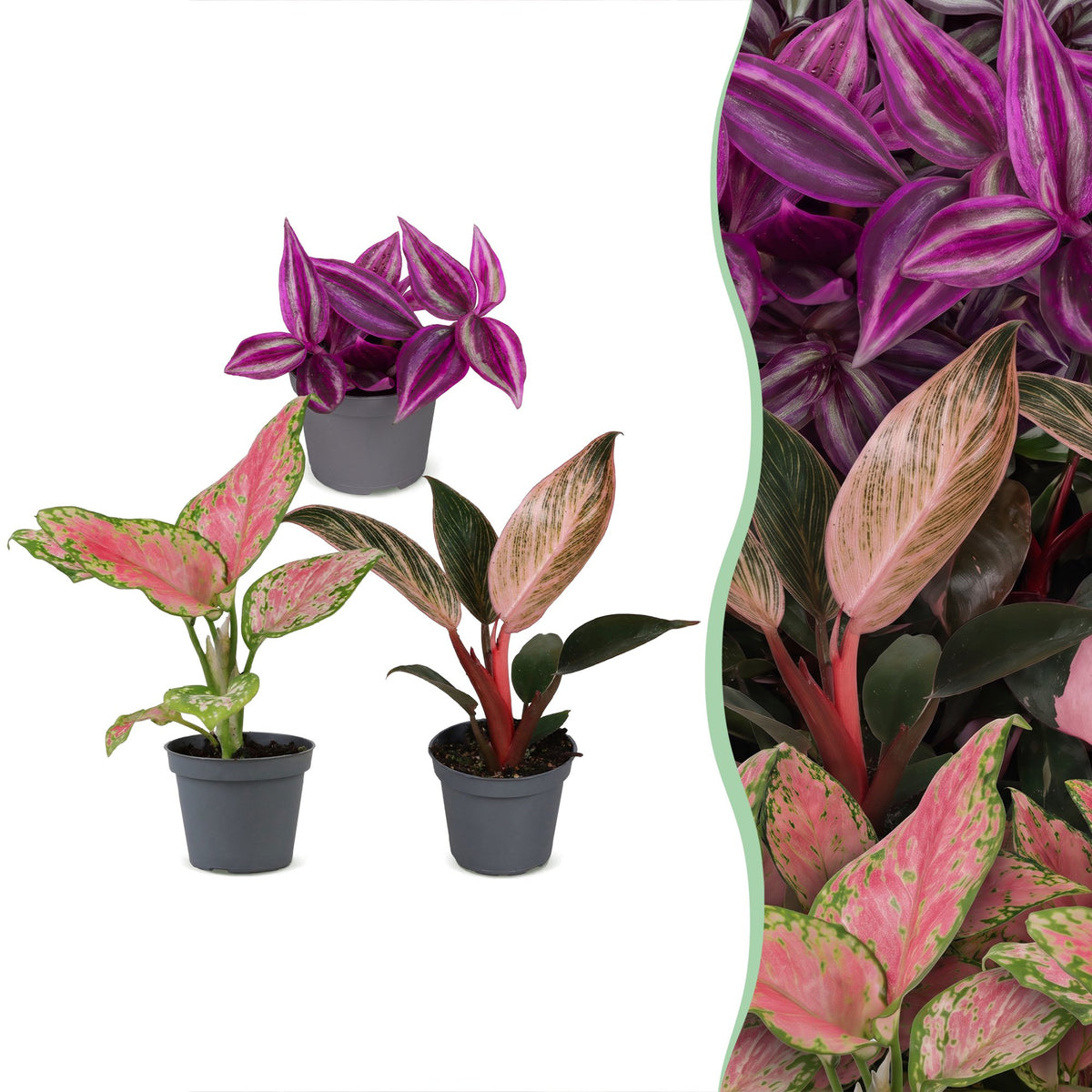 3× Baby Plants Paradise Mix – Ø6 cm, 10–15 cm tall