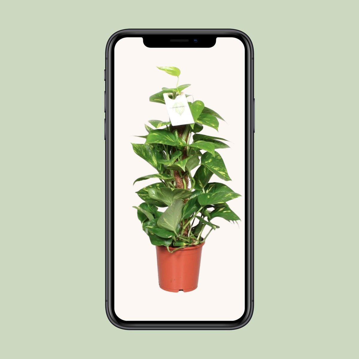 Epipremnum Pinnatum 60cm (scindapsus) – Ø15 cm, 60 cm høj