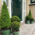 Ilex-Pyramide (Stechpalme) – Ø 21 cm, 55 cm hoch