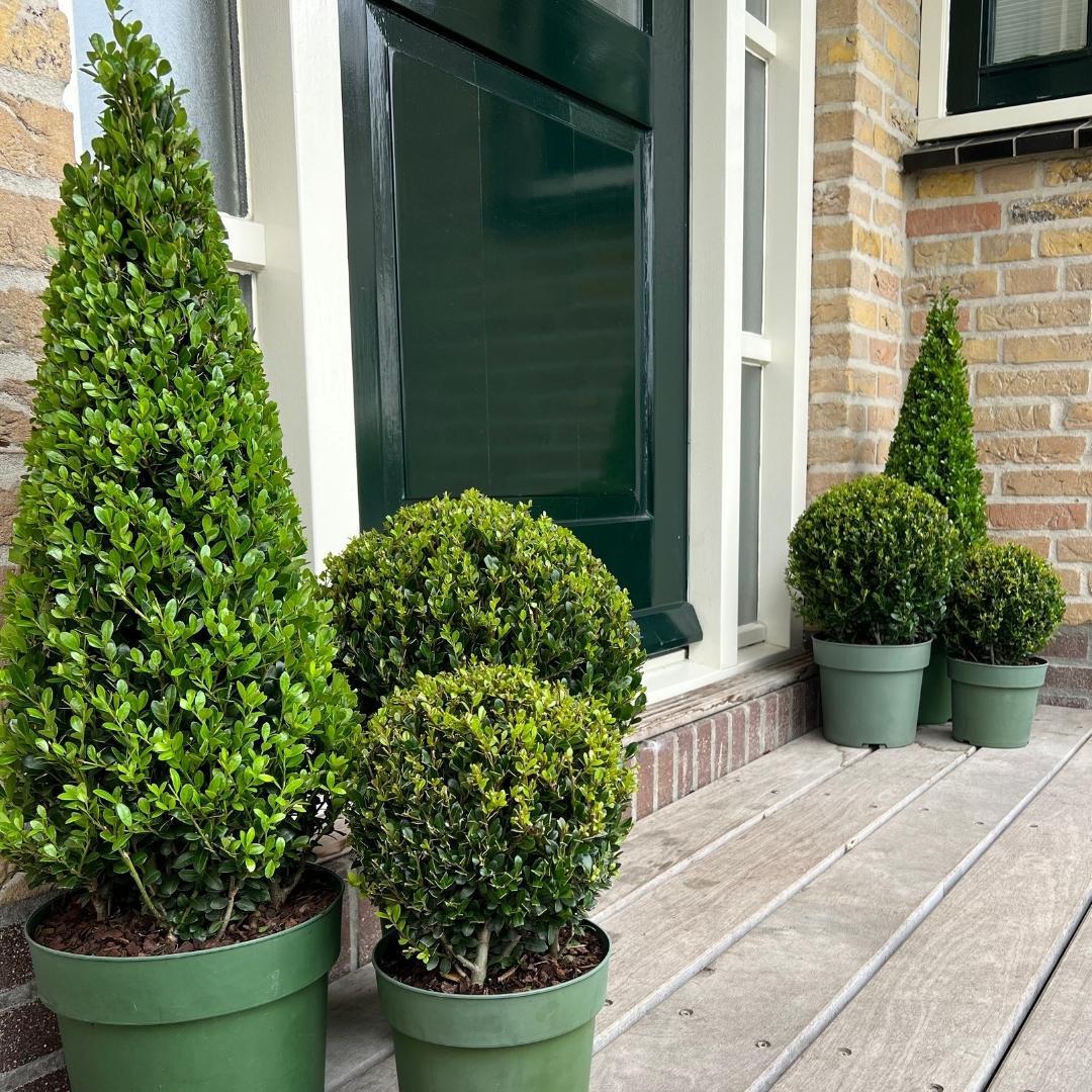 Ilex-Pyramide (Stechpalme) – Ø 21 cm, 55 cm hoch – Bild 5