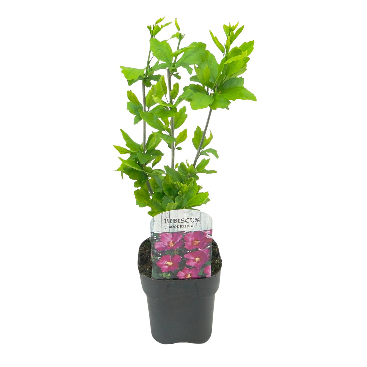 Hibiscus syriacus 'Woodbridge' (tuinhibiscus) – roze – Ø17 cm, 45 cm hoog