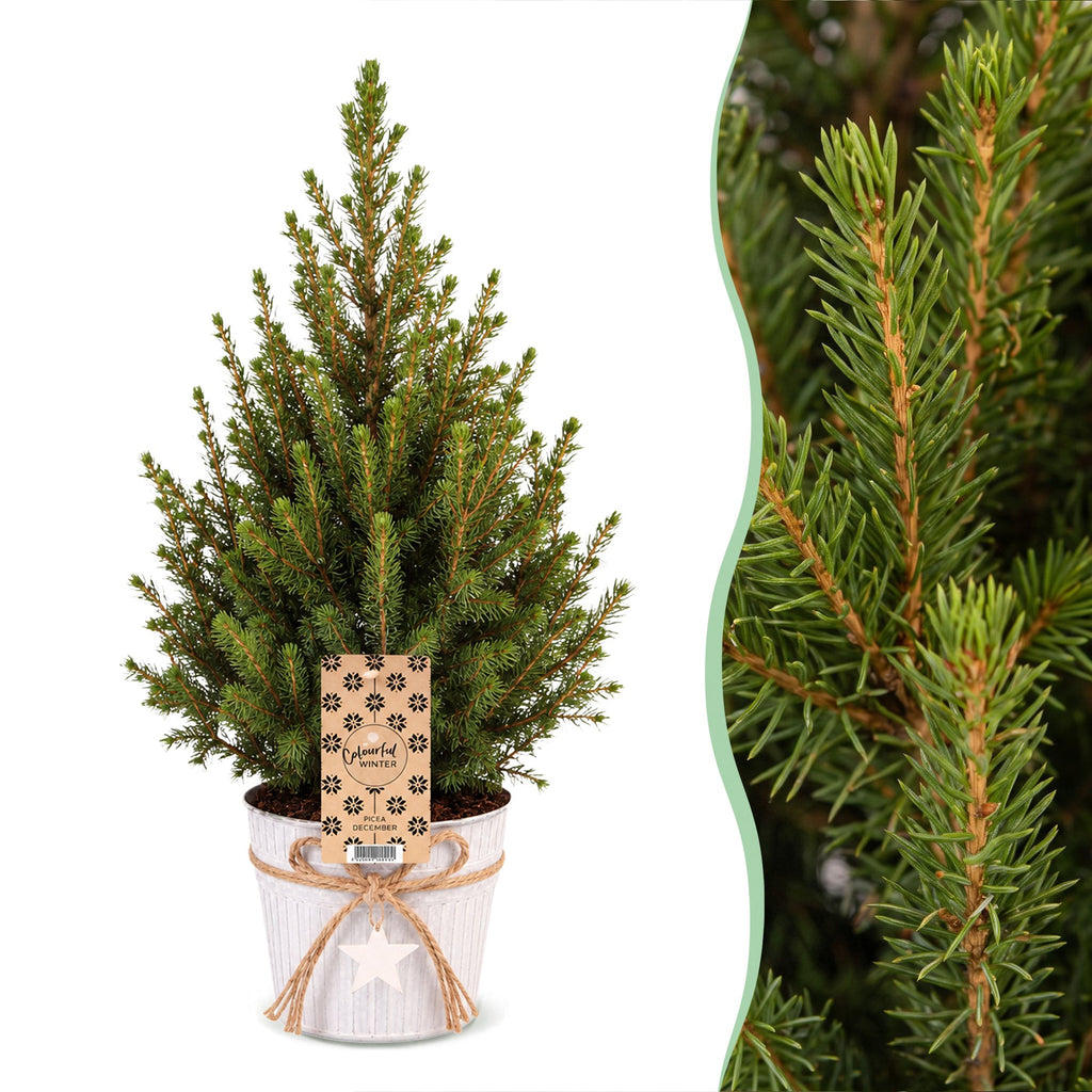2× Picea glauca Conica (kerstboompje) in zinken pot – Ø17 cm, 65 cm hoog – wit