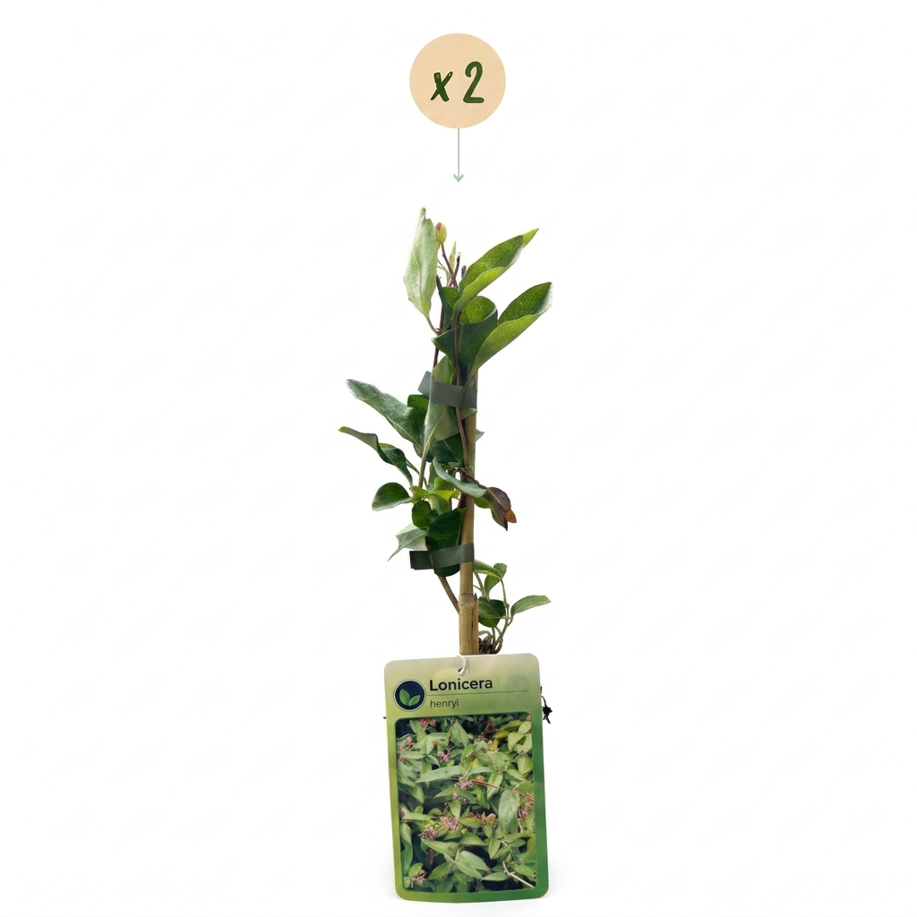Lonicera henryi (chèvrefeuille de Henry) – jaune-rouge – 2 plantes, Ø9 cm, 35 cm de haut – photo 2